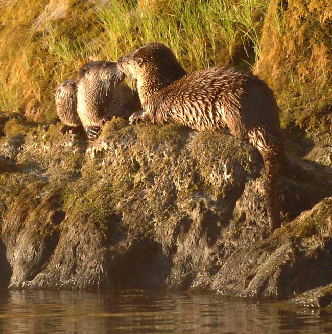River otters playing on the Gualala River