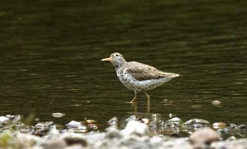 Wildlife along the riverbank