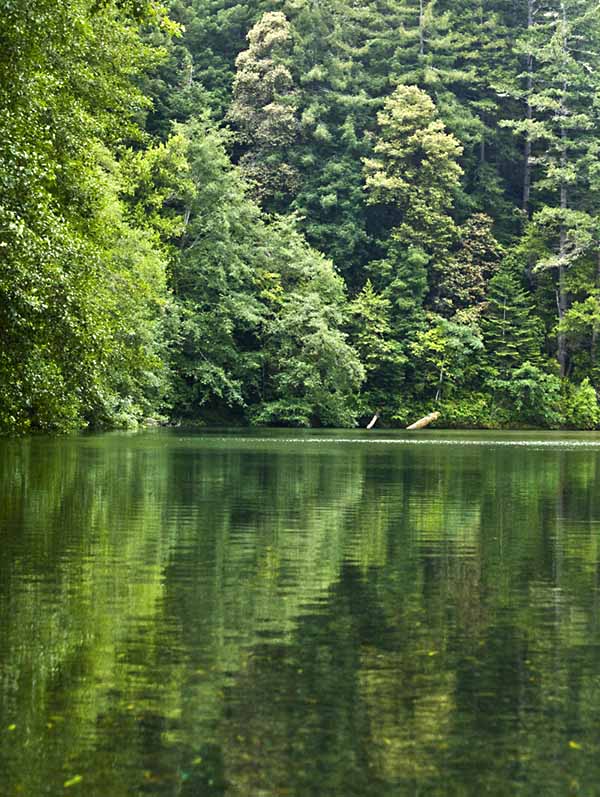 Gualala River surrounded by redwood forest