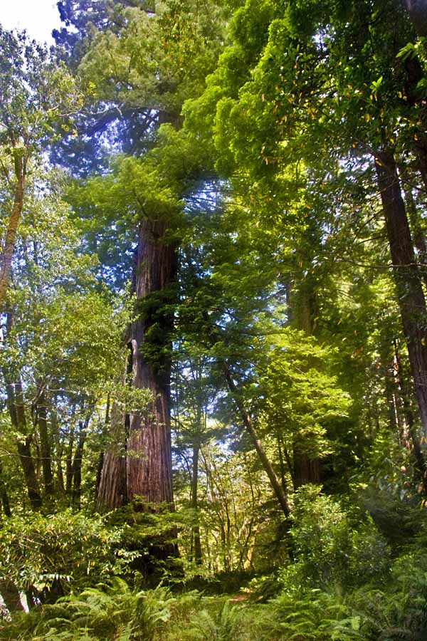 Majestic ancient redwood along the Gualala River