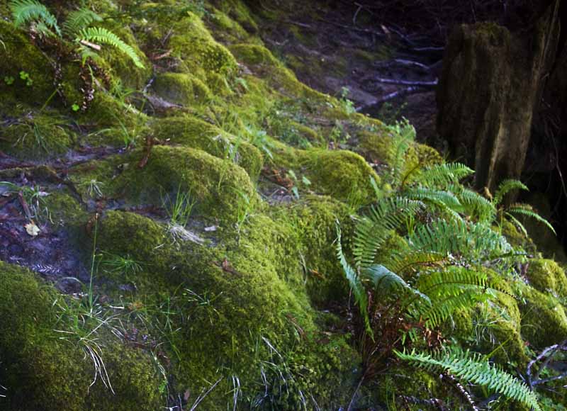Lush moss covering ancient tree roots along the riverbank